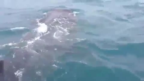 impressive ride on a shark