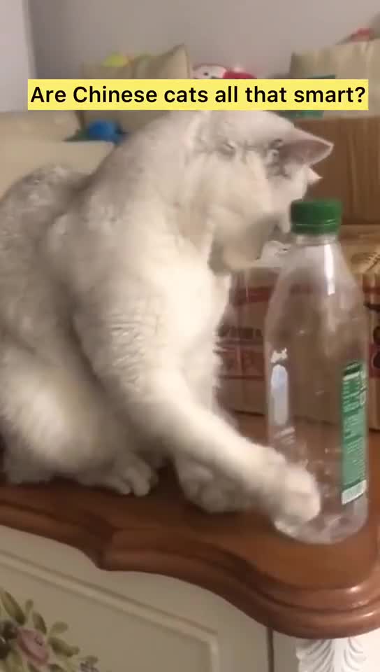 Cats Funny Videos 🐈❤️