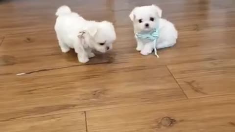 Two Cute puppy