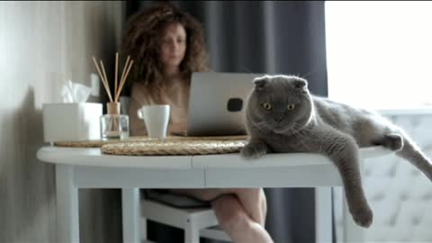 The most funny cat sitting on the table...😺😺😺😽😽😽😘😘😘😙😙😙😺😺😺
