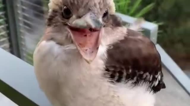 What kind of bird is this, its mouth is so big