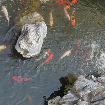 Koi fish - A lot of Koi in a pool