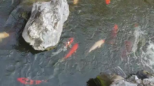 Koi fish - A lot of Koi in a pool