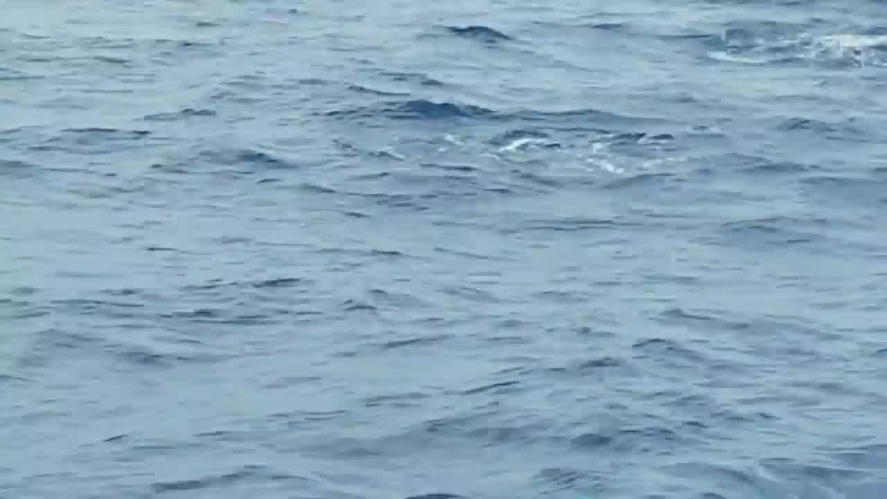 Hundreds of dolphins cruise alongside ship