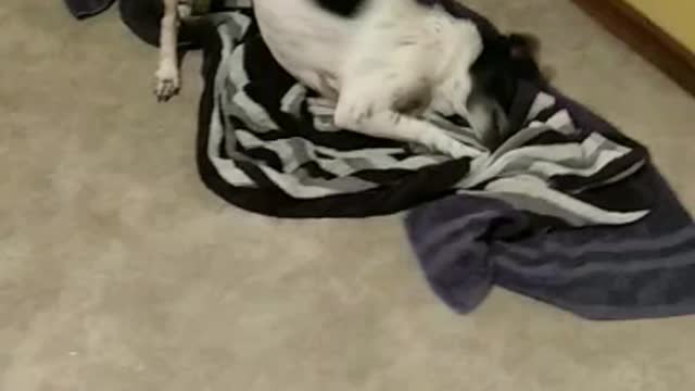 Dog dries herself after showering