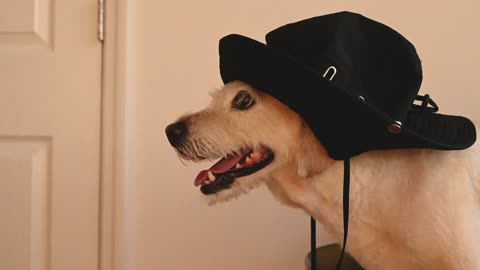 A cute dog wearing hat