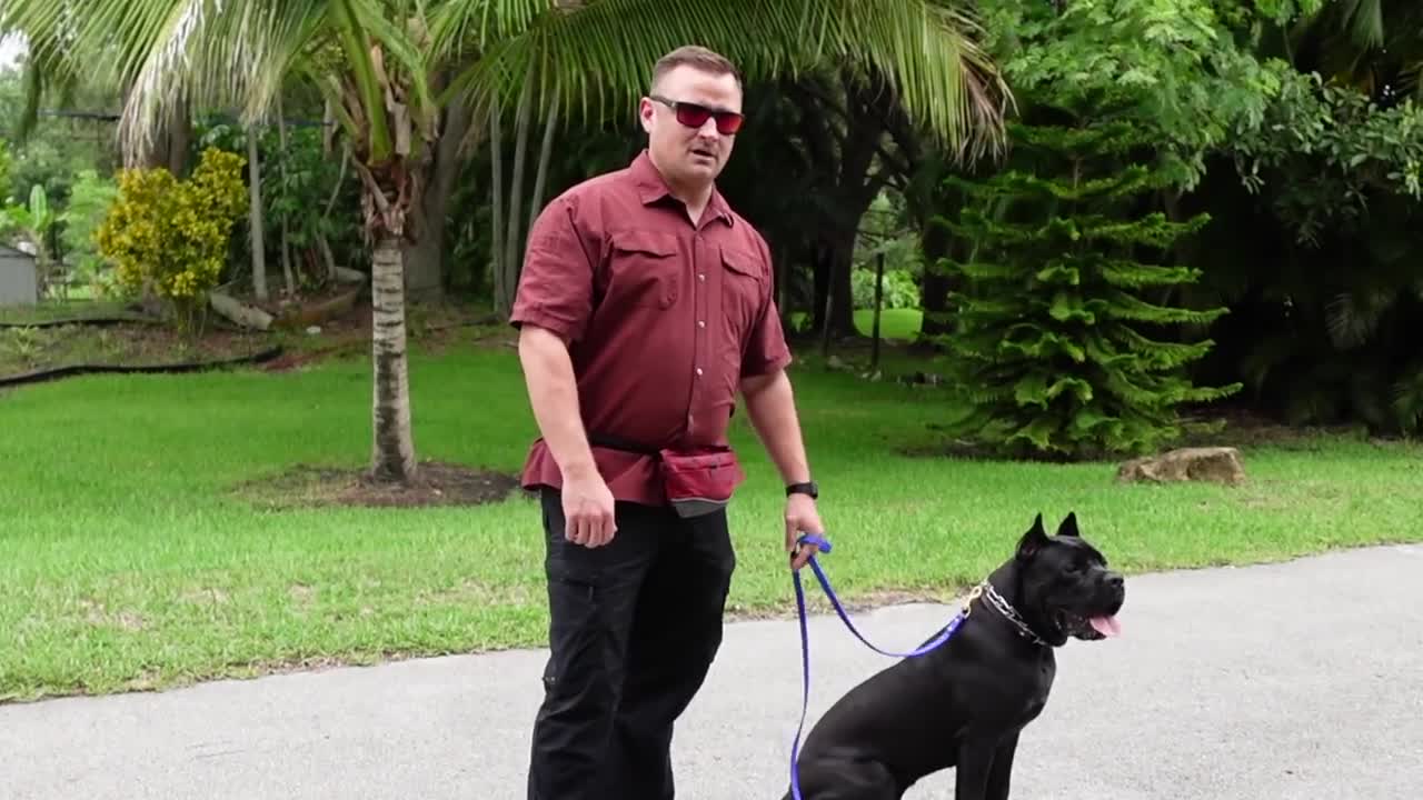 How to STOP your DOG PULLING on LEASH...GUARANTEED! The secret dog trainers have kept from you