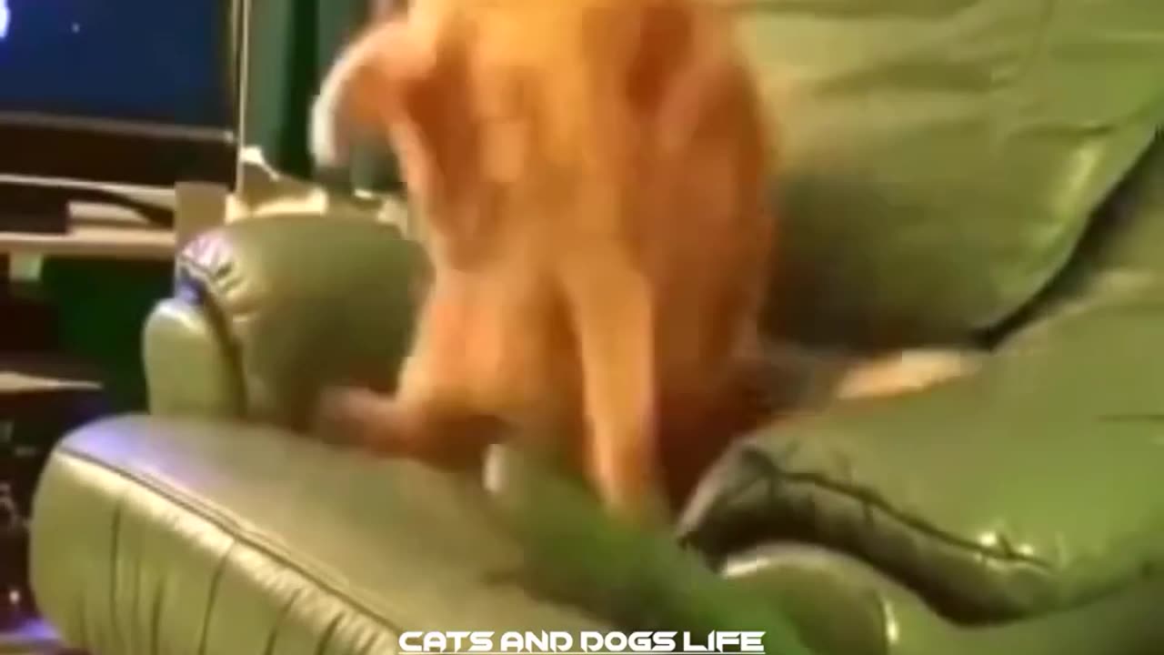 Funny Cats when seeing cucumber