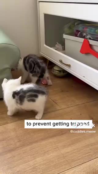 Cat activities fun time play time with kitten cats