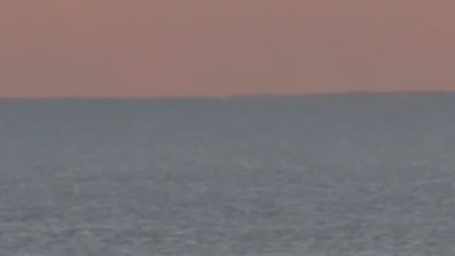 Dolphins by the pier