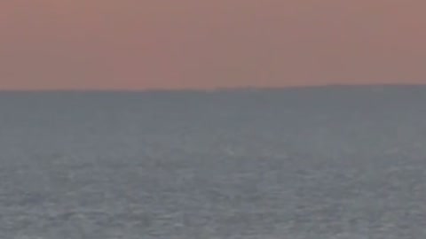 Dolphins by the pier