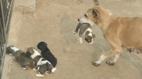 Dog's baby Play