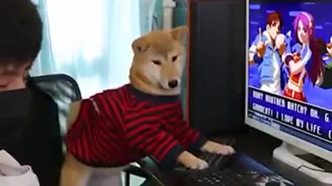 A Gaming Dog