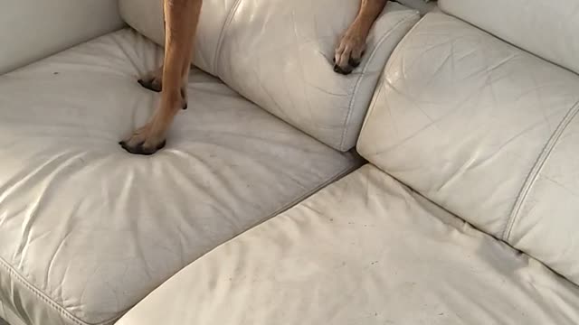 Malinois going crazy