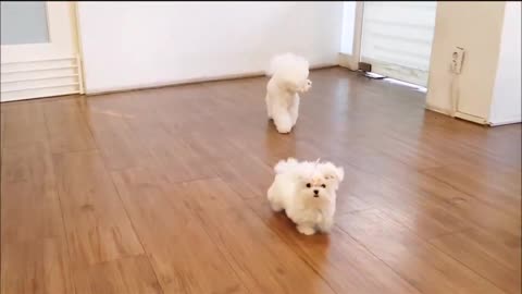 The cutest puppies you've ever seen