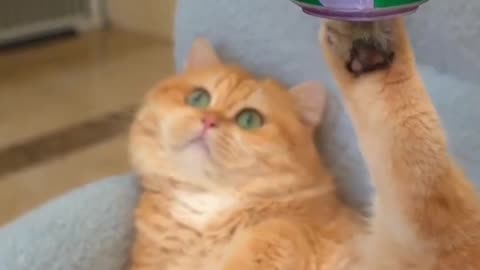 Comedy cat😂👀