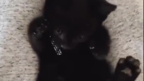Cat finding out that it has paws
