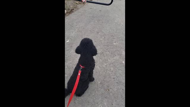 Pudl sees Ducks and Geese 1