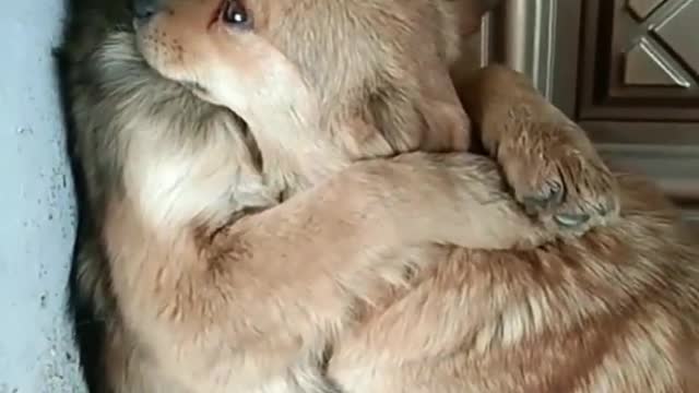 🐕baby dog2021🐶cute dogs🐕 funny dog,🐶dog compilation🐕short video🐶 cute animals videos🐕