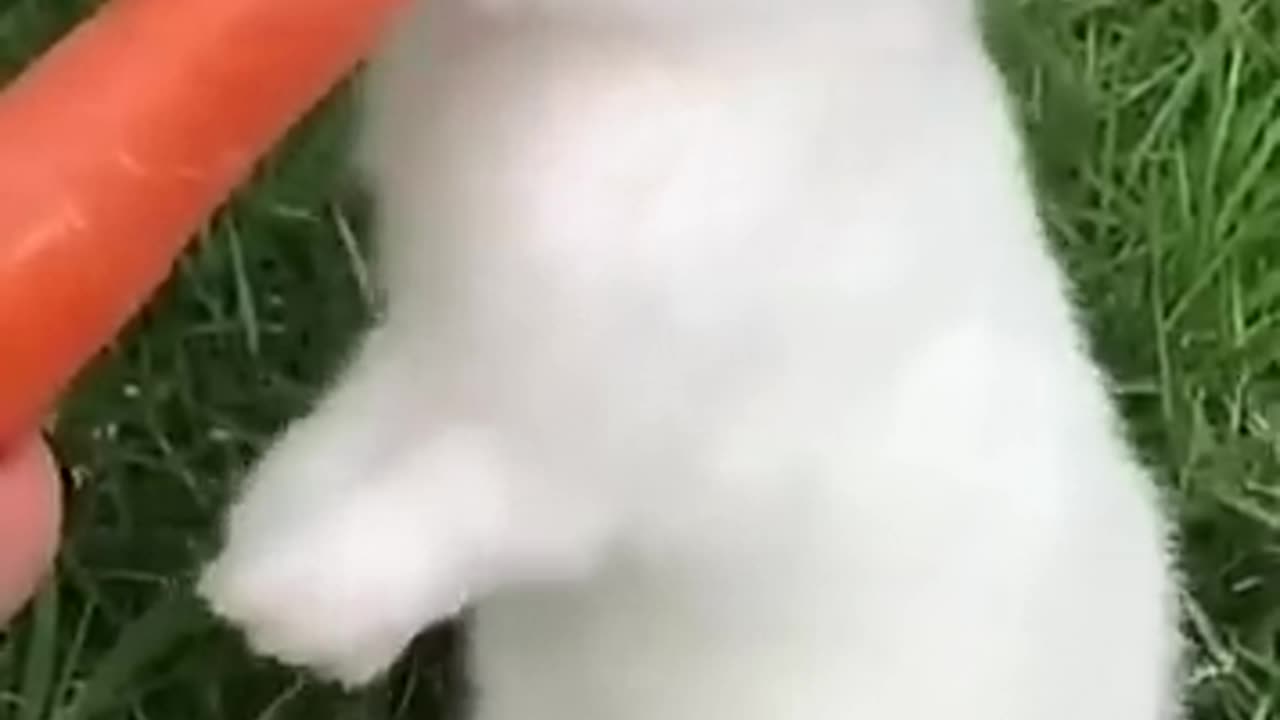 Rabbit🐇😍🫠