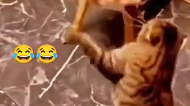 πΆπ± Funny Cat Reaction Videos - Try Not To Laugh π€£| Super Dog