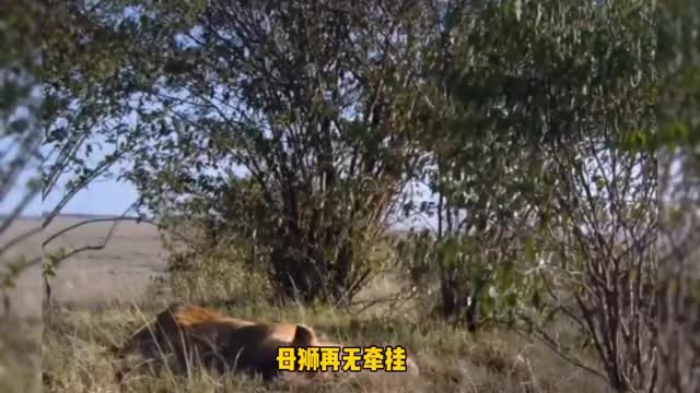 poor lion