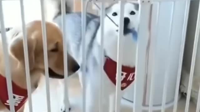 🤣Funny Dog Videos 2021🤣 🐶 It's time to LAUGH with Dog's life