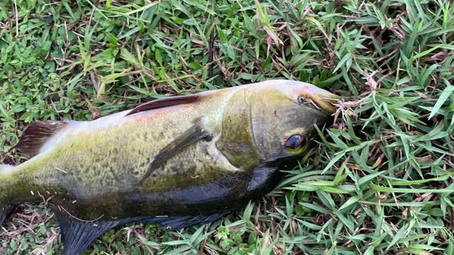 All the fish I have caught in the lake