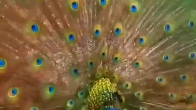 BEAUTIFUL PEACOCK DANCE