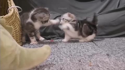 Cute and Funny Cat Videos Compilation 2021_#shorts#Quitecatvideo