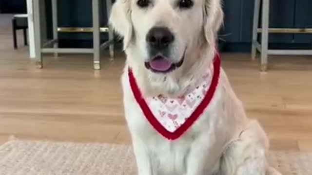 The cutest dogs in the world