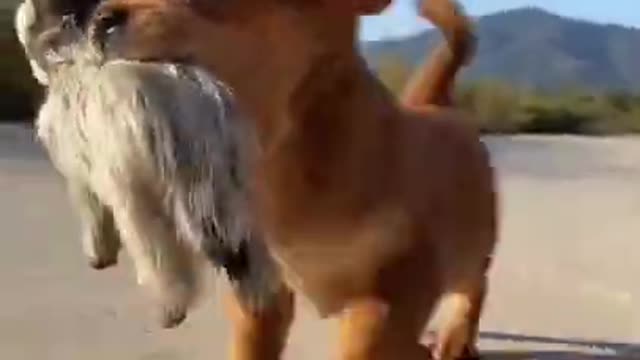 Funny Animal Videos - Awesome Funny Pet Animals | Cute Animals | Super Funny Dog Videos