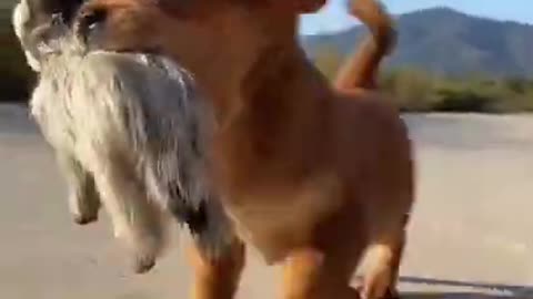 Funny Animal Videos - Awesome Funny Pet Animals | Cute Animals | Super Funny Dog Videos