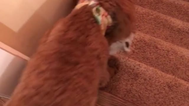 Every Night Bently Brings a Toy to Bed