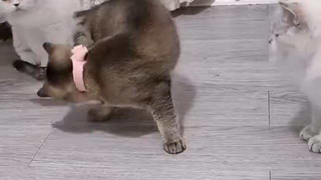 Lovely funny cat short