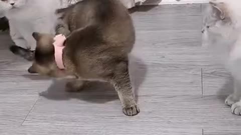 Lovely funny cat short