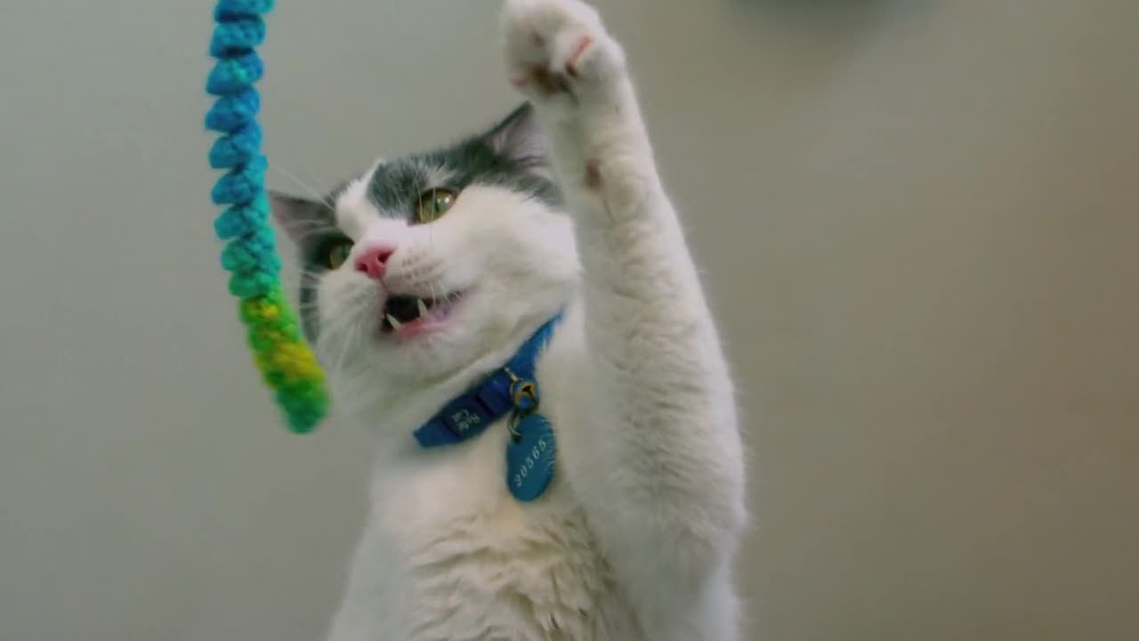 Slow Motion Kitten Playing with Rope Toy