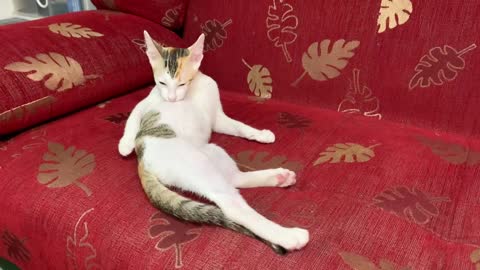 Kitten clean her body on the sofa