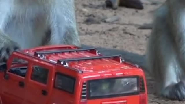 Monkey play with car