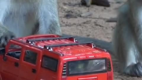 Monkey play with car