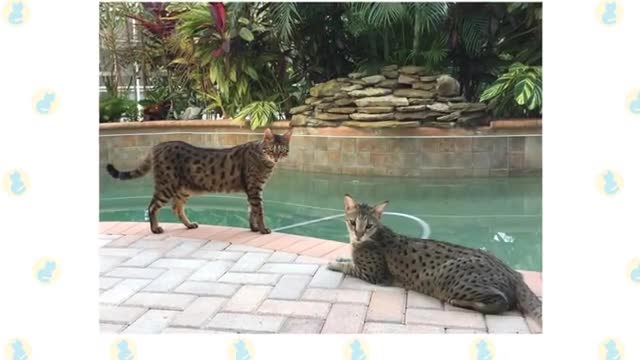 Savannah Cats 101 : Fun Facts & Myths