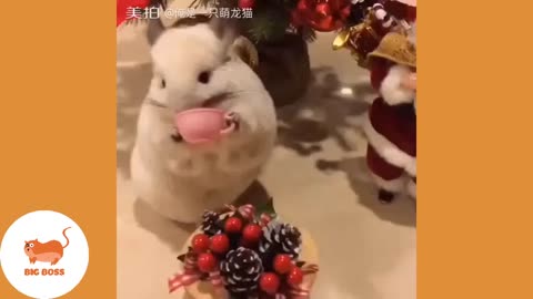 Cute Dogs and Cats Love Christmas | Funny Cats and Dogs Videos Compilation #12