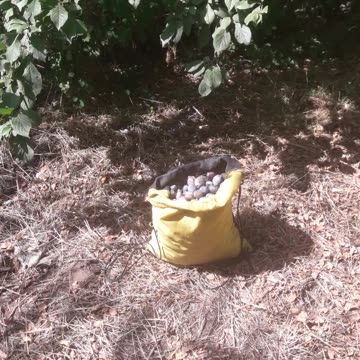 Ripped off the backpack plums