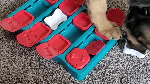 Kai puppy IQ game part 2