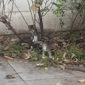 😻 2 baby Tiger kittens playing and climbing up mini tree