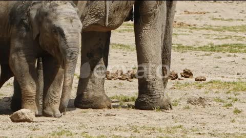 Mammal Animal Elephant In Nature