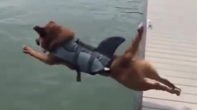 dog want to dive in water but slip and fall in water 🤣🤣funny dog video🤣🤣