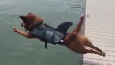 dog want to dive in water but slip and fall in water 🤣🤣funny dog video🤣🤣