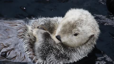 An otter swimming