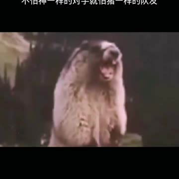 Teammates like pigs, crazy